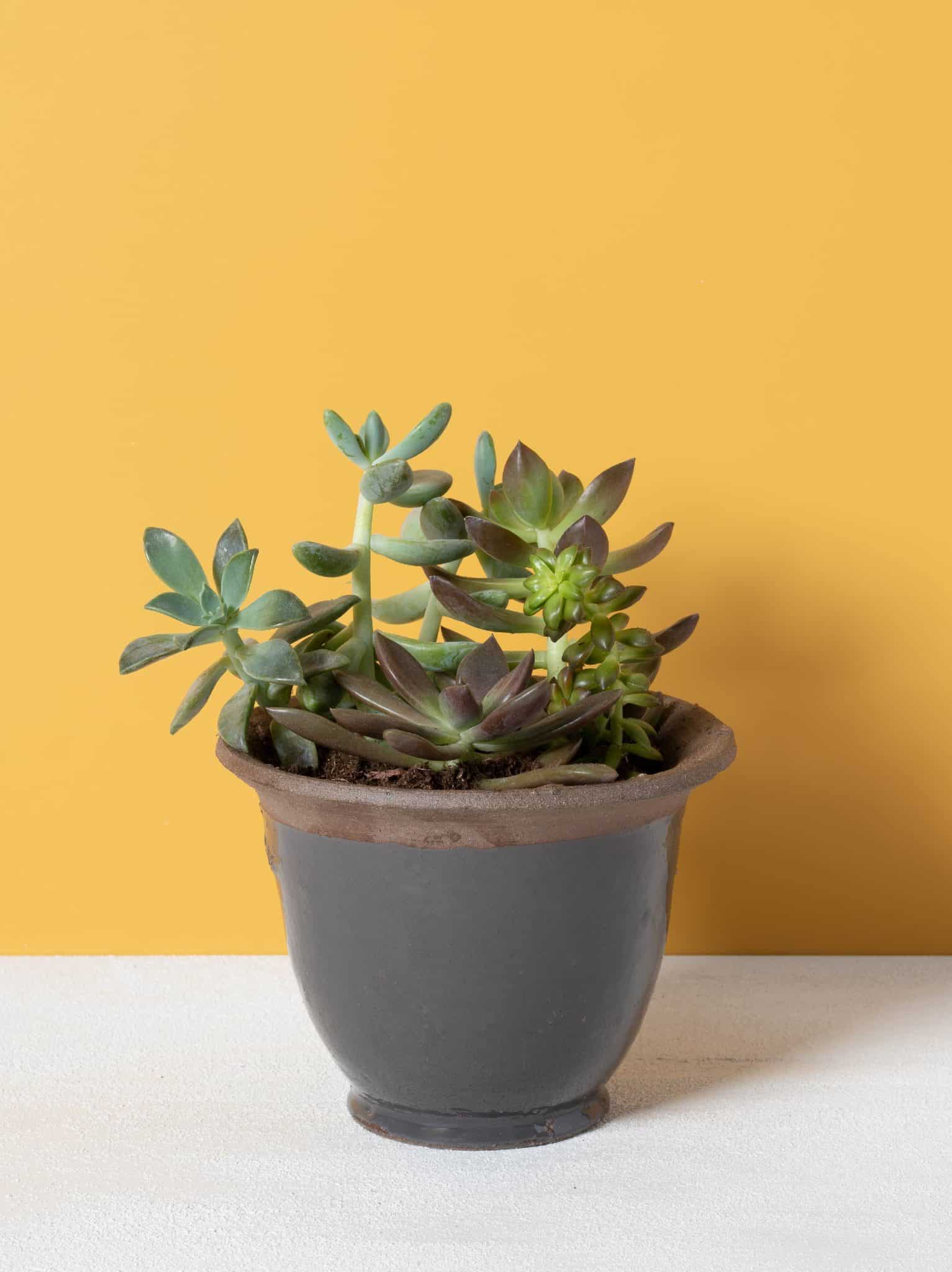 Clay Gray Planter with plant inside with yellow background