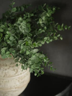 Eucalyptus Leaf Spray