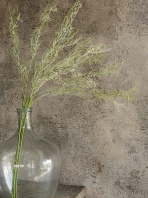 Wispy Green Asparagus Spray in glass vase adding airy greenery to rustic home decor.