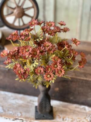 Ashdale Daisy Bush Rusty Orange