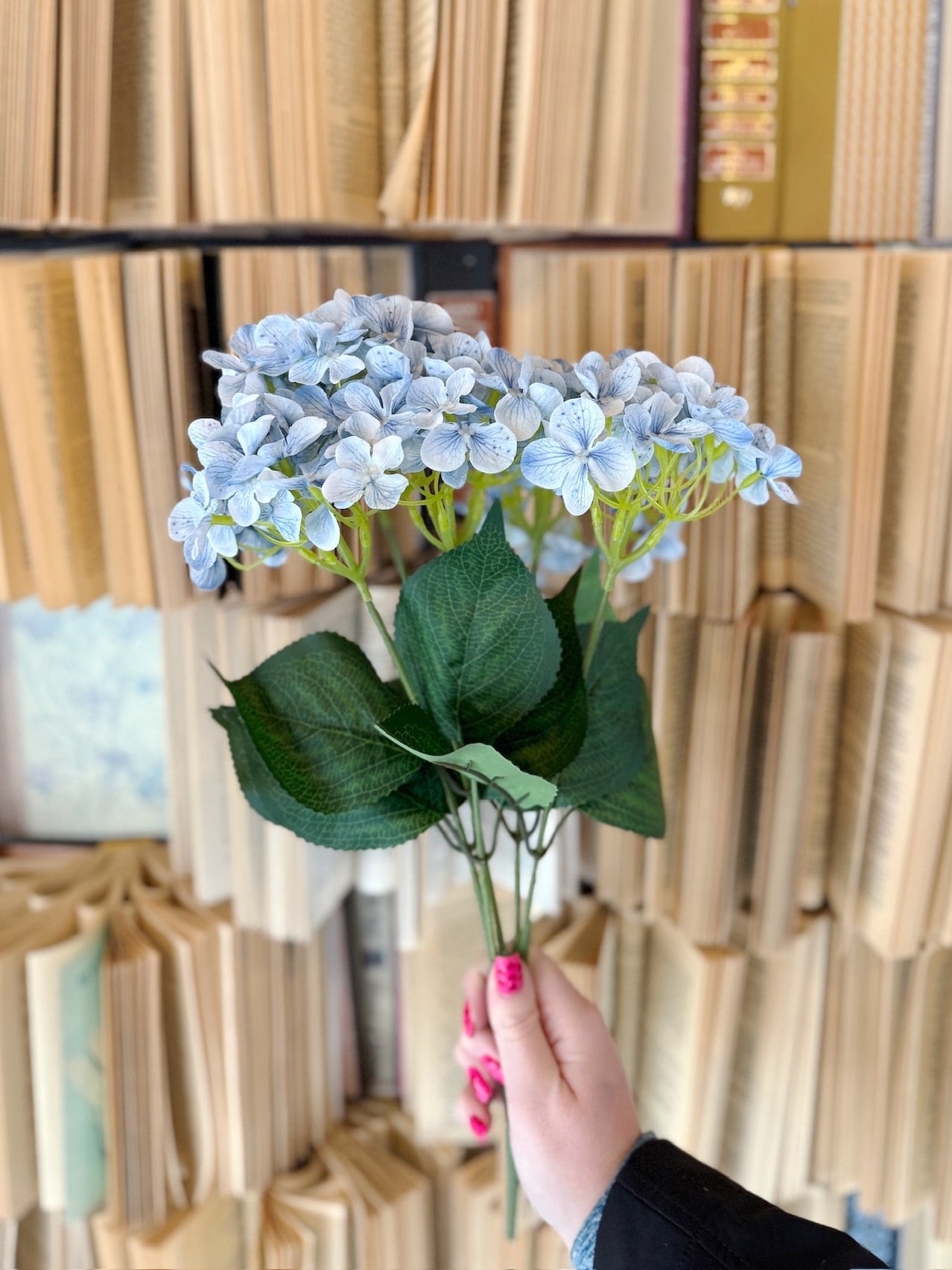 Light blue hydrangea bush with full clustered blooms and realistic green leaves held in hand.