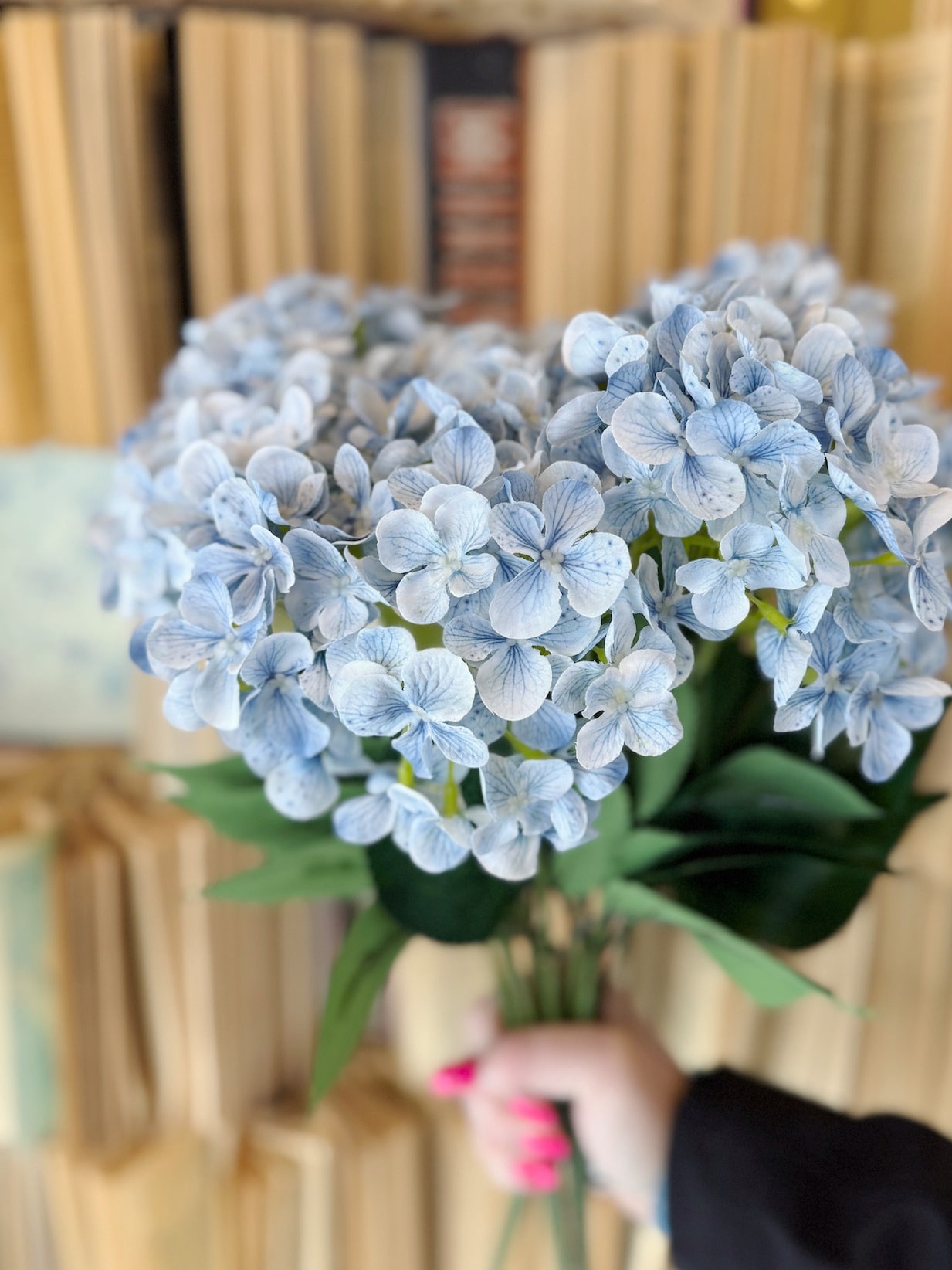 Bundle of light blue hydrangea stems with full clustered blooms and lush green leaves.
