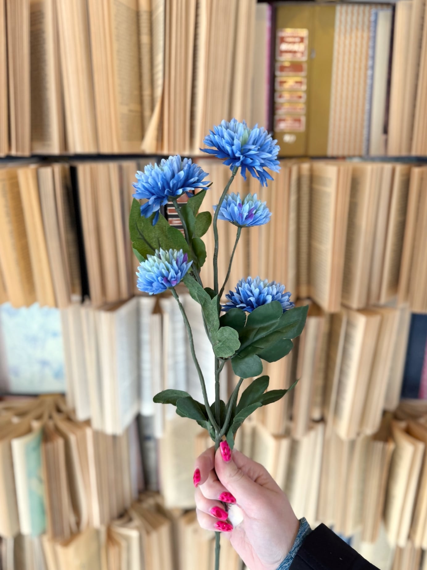 Single blue mum spray featuring layered chrysanthemum-style blooms with rich blue petals and realistic green leaves.