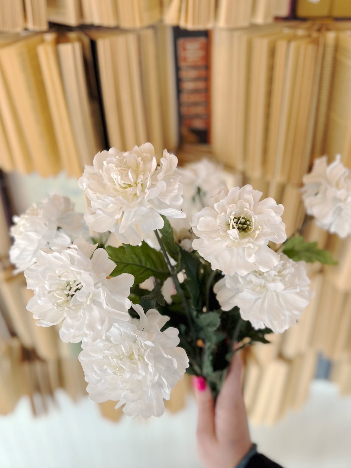 Bundle of White Scabiosa Sprays with layered white blooms and rich green leaves held in hand against a vintage book wall.