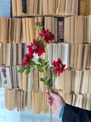 Single red scabiosa spray featuring detailed blooms and long realistic stem.
