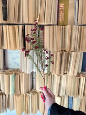 Single burgundy waxflower stem with slender branches and realistic foliage.