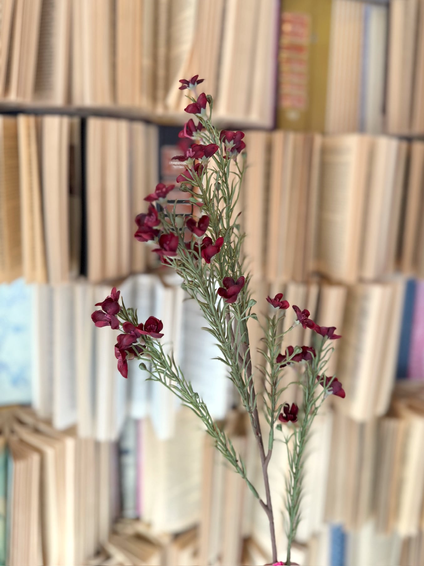 Close-up of burgundy waxflower spray showcasing delicate blooms and feathery greenery.