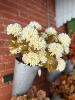 Cream Mum Spray styled in a wall-mounted galvanized metal vase with full ivory blooms and pale green leaves.