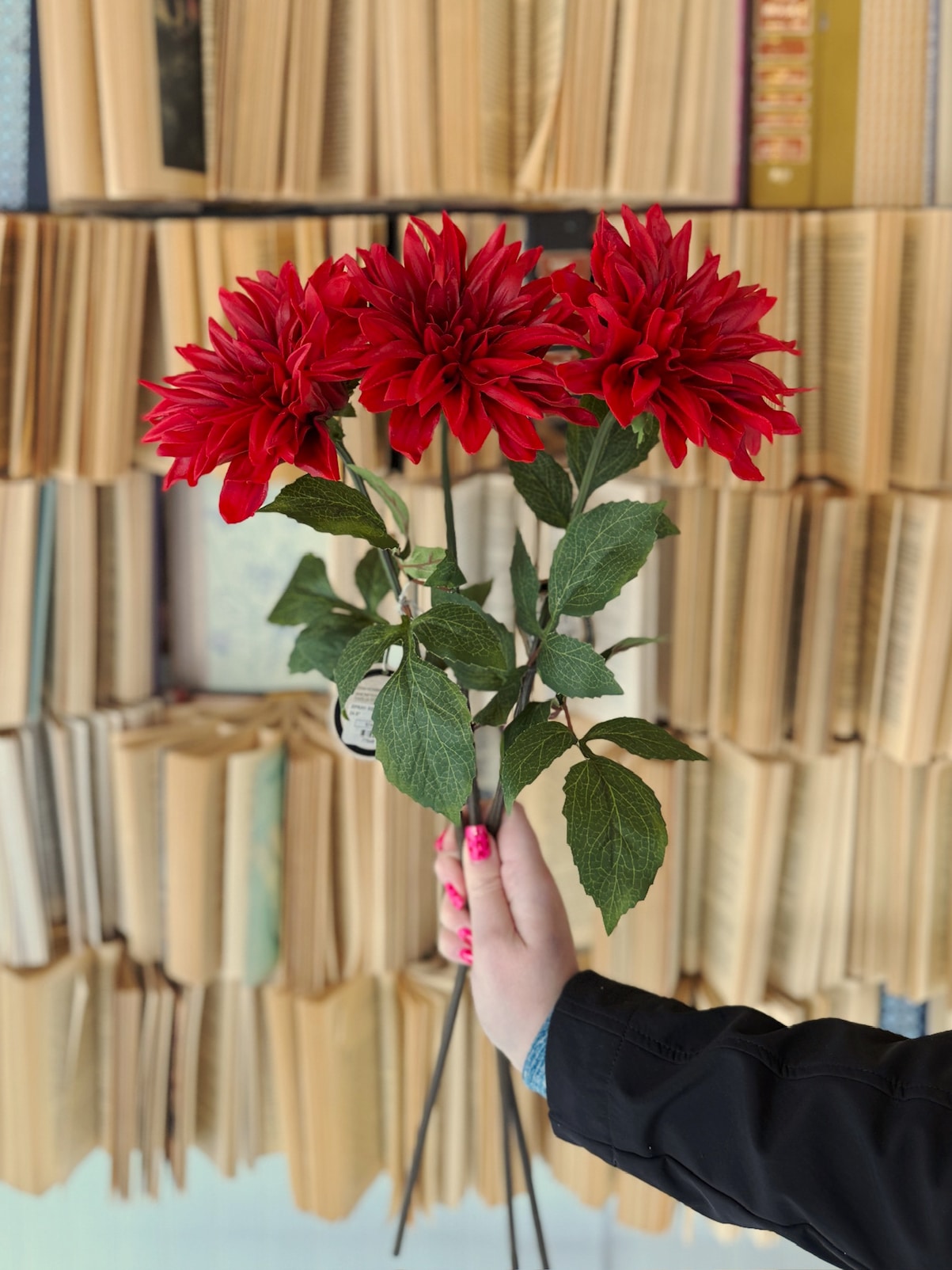 Bundle of Red Dahlia Sprays with bold layered blooms and deep green leaves held in hand against a vintage book wall.