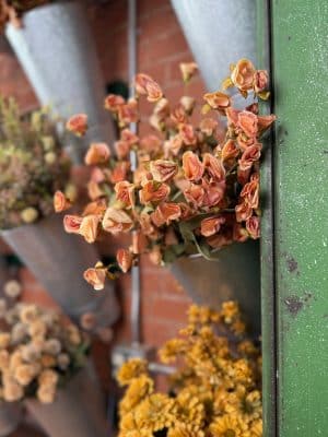 Salmon Wildflower Bush styled in a wall display among other fall florals and foliage