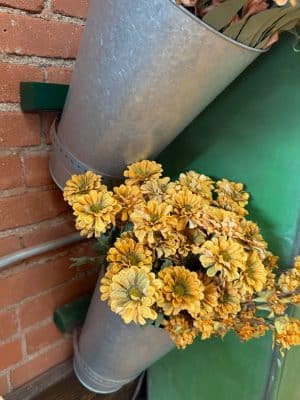 Old Gold Zinnia Bush displayed in a galvanized wall bucket against a green and brick backdrop.