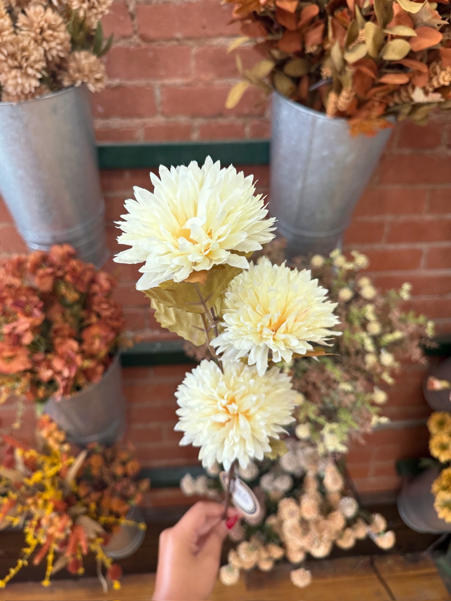 Close-up of Cream Mum Spray with three ivory blooms against a brick wall background.