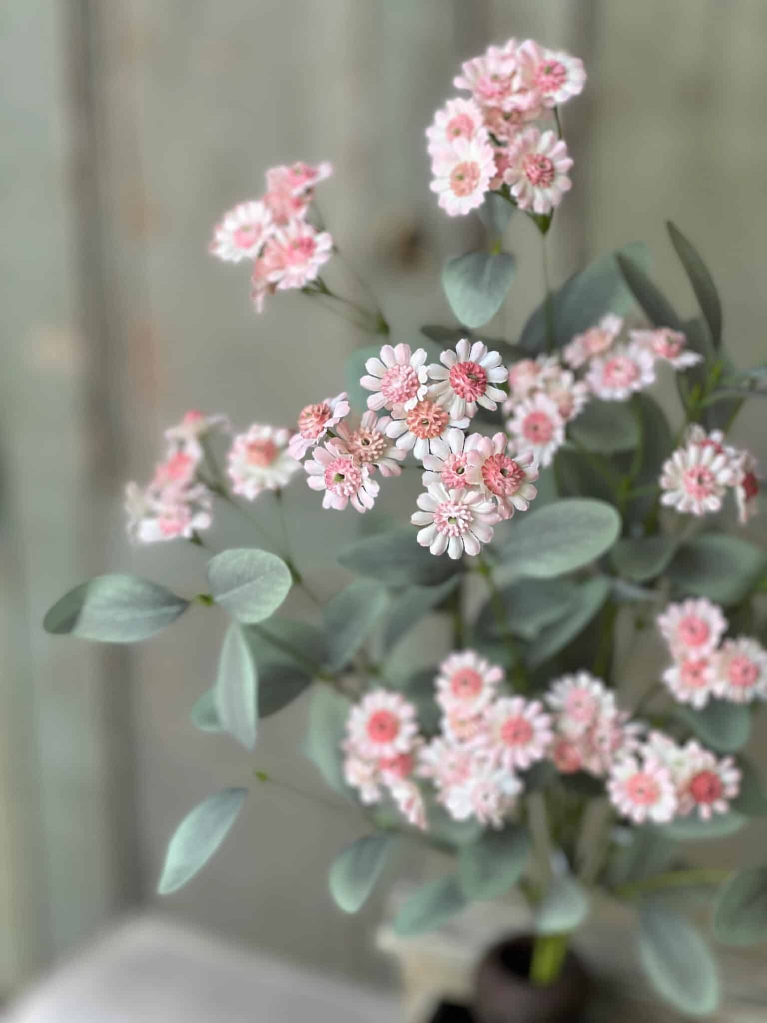 Close view of the Soft Pink Daisy Bush showing petite pink blooms and rounded leaves.