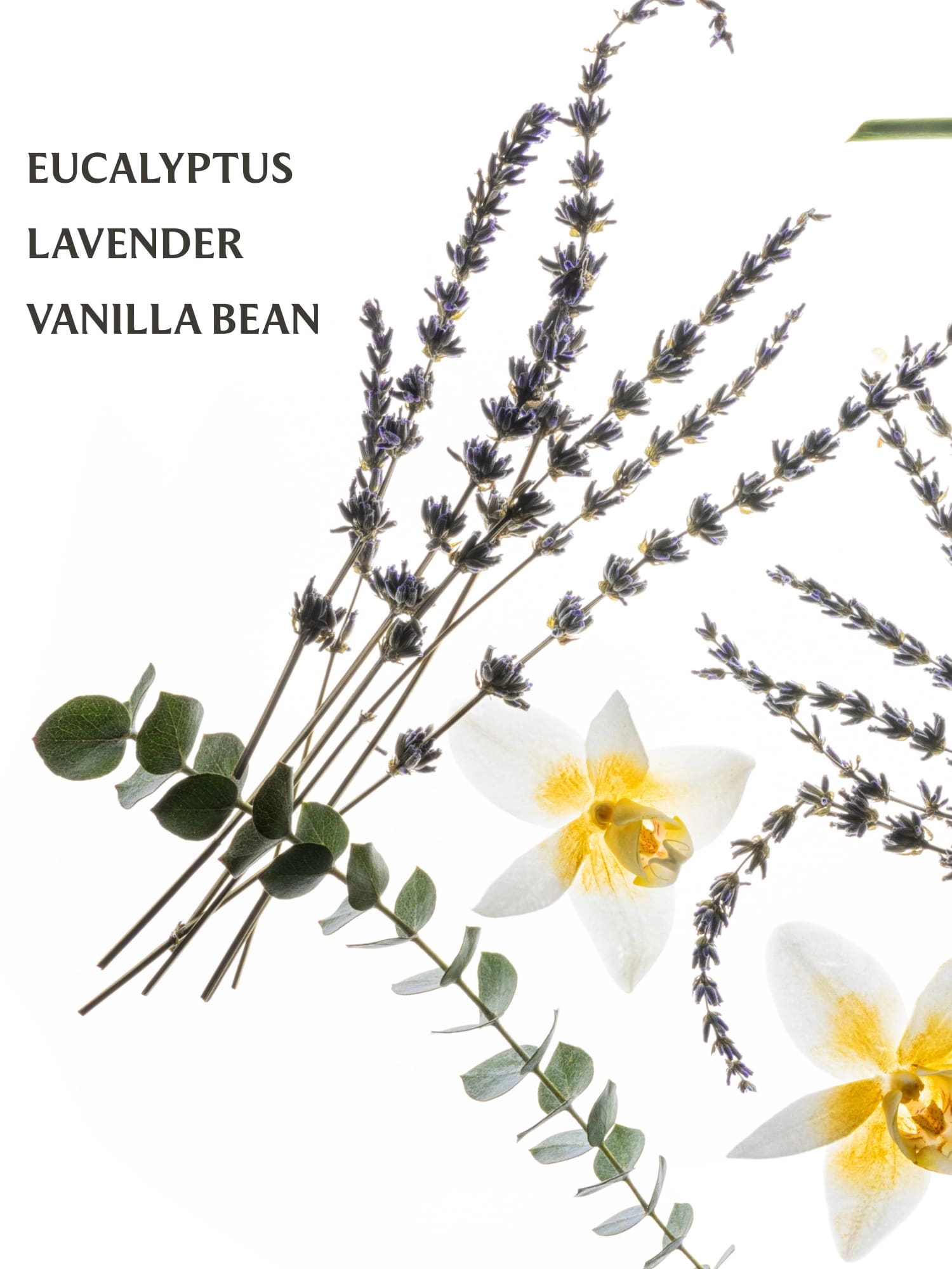 Lavender, eucalyptus, and vanilla bean scent notes arranged in a soft botanical layout.