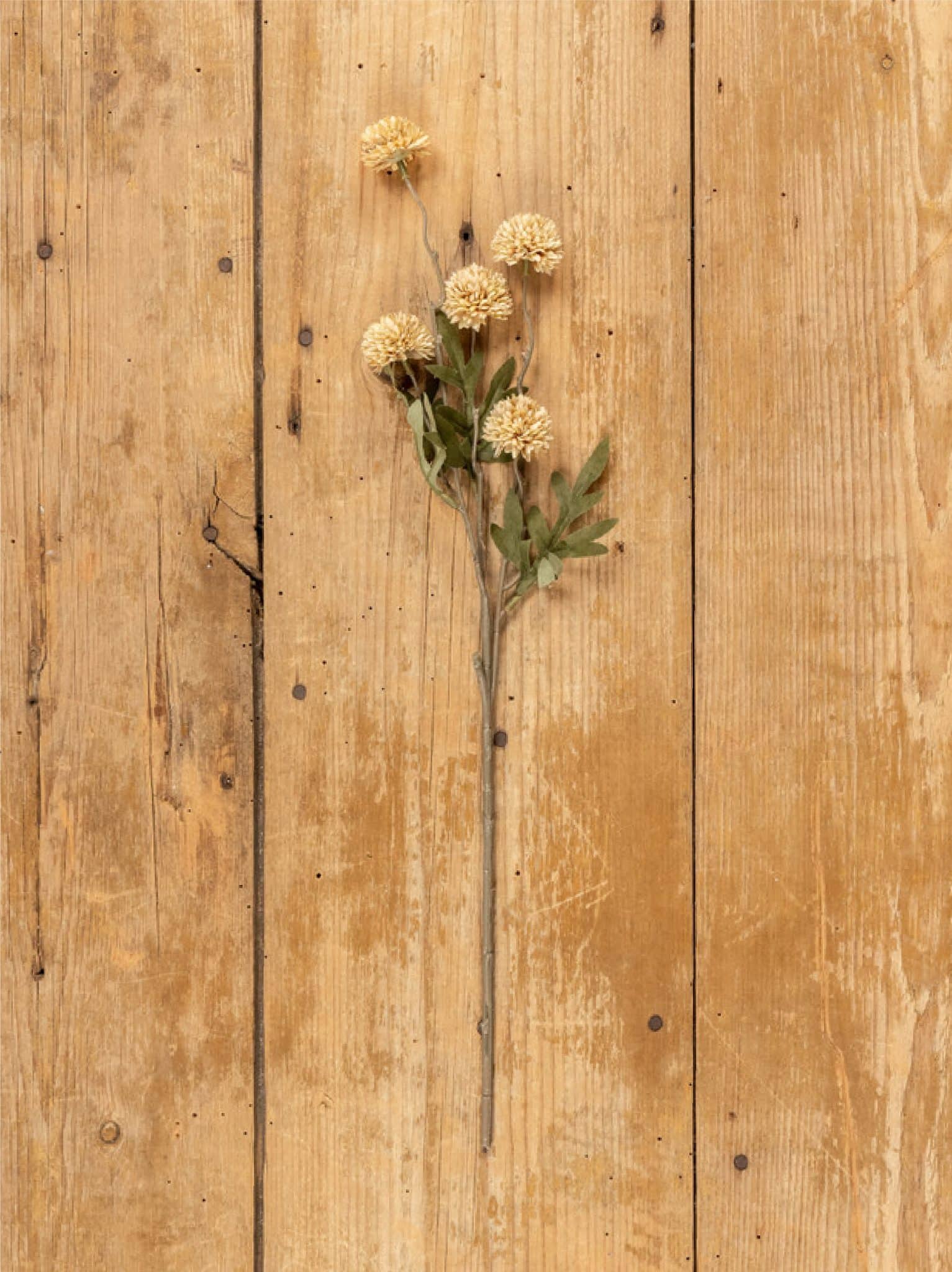 Onion Spray Beige flat lay on wood