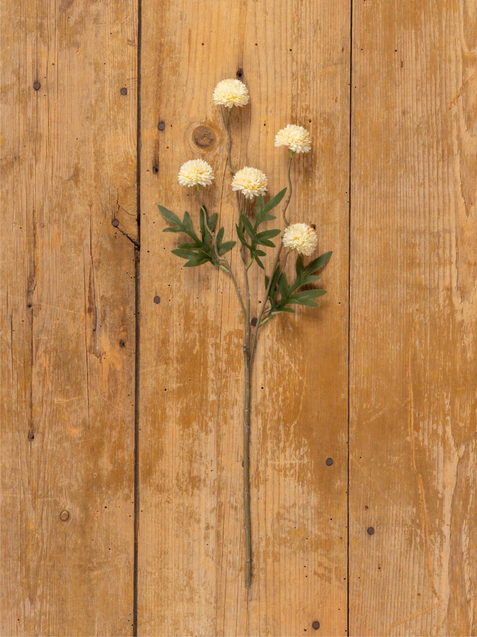 Onion Spray Cream flat lay on wood