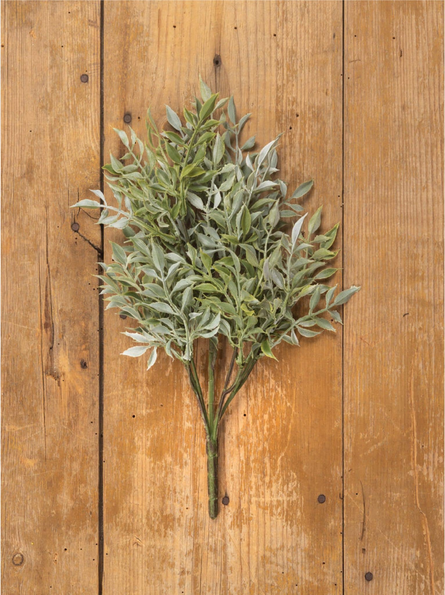 Soft Green Tea Leaf Bush flat lay on wood