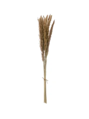 Be Made, Hays KS. 25"H Dried Natural Pampas Grass Bunch