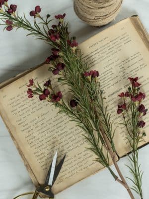 Close-up of Burgundy Waxflower Spray on an open vintage book with scissors.