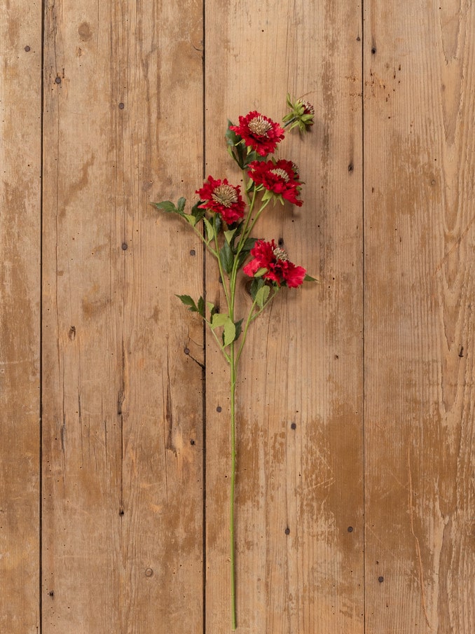 Single Red Scabiosa Spray stem with deep red blooms and green leaves displayed on a rustic wooden background.