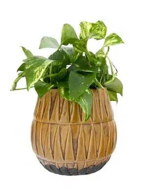 Golden yellow embossed terracotta planter holding a green pothos plant